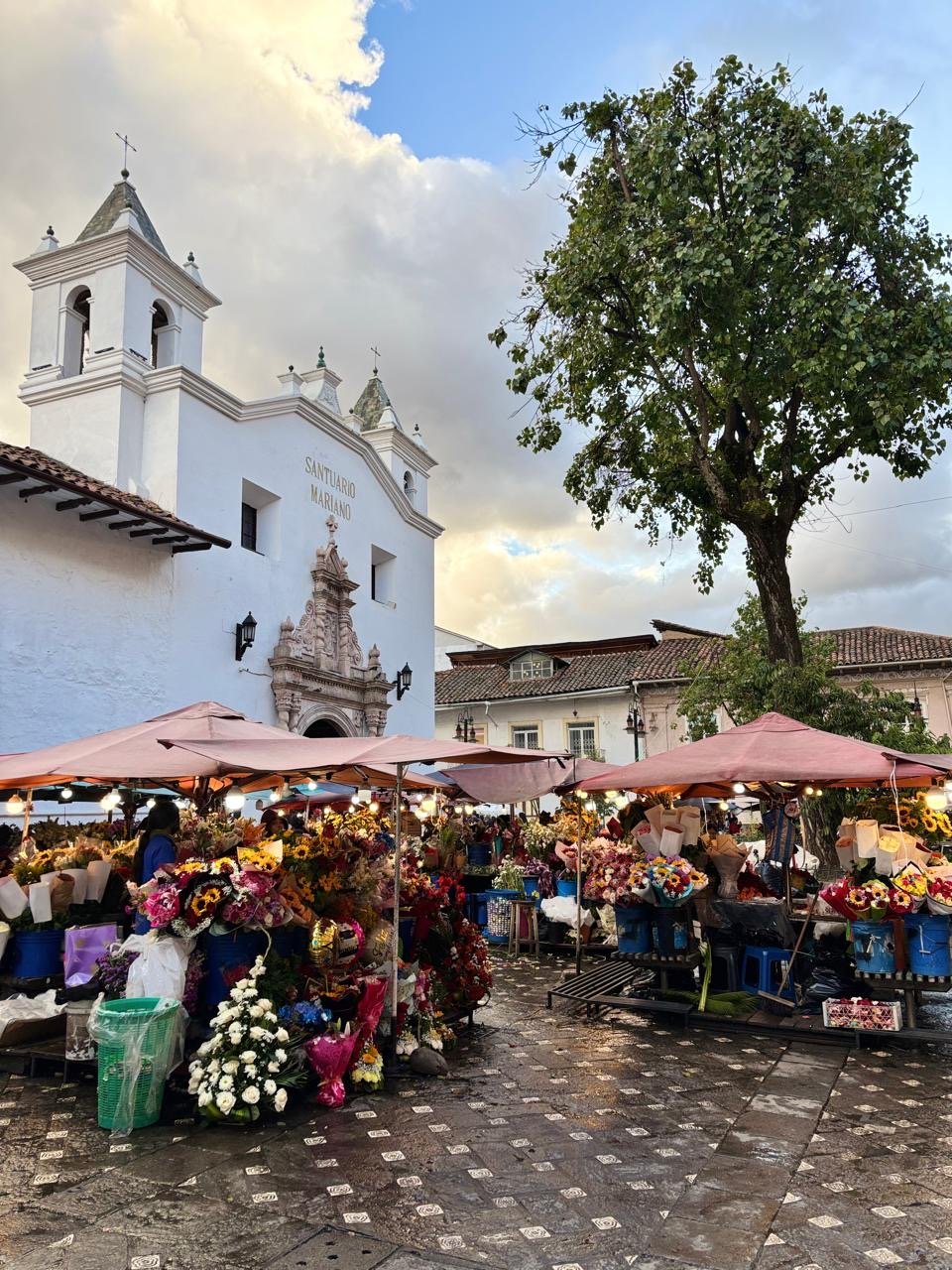 federacion san jose 6
